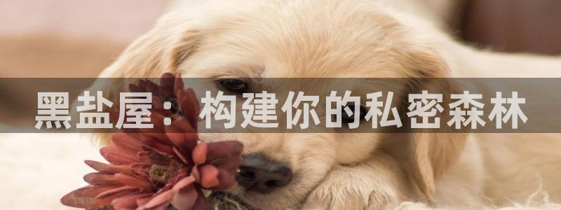 巨星国际传媒：黑盐屋：构建你的私密森林