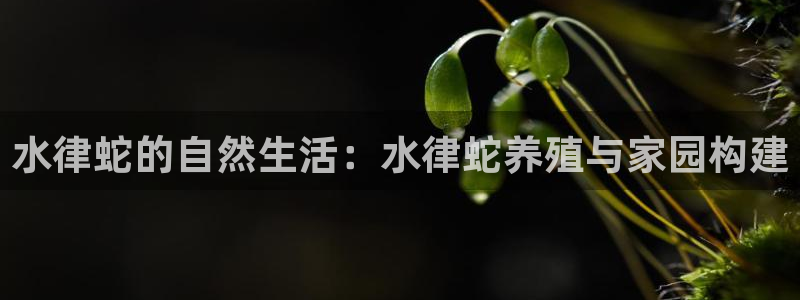 巨星国际系统：水律蛇的自然生活：水律蛇养殖与家园构建